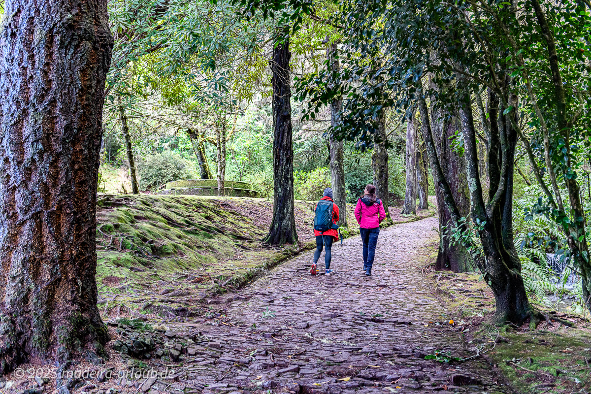 Lorbeerwald Madeira